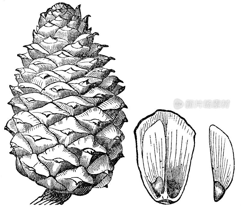 松果，分离鳞片，种子- 19世纪